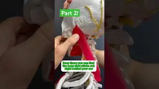 Part 2! Splenius Capitis Release 