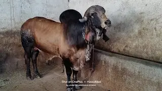 High Milking gir cow Kundhi no 'Lalo' Seman Strow Available