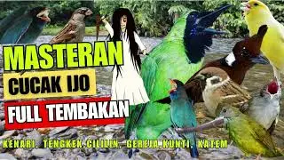 Masteran Cucak ijo full Tembakan Kasar   Mudah Masuk