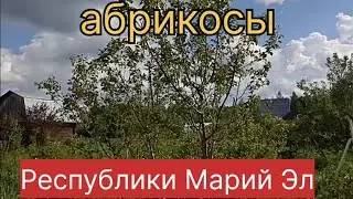 Абрикосы республики Марий Эл