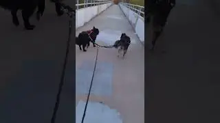 skateboarding with Cato dog and sladkiy dog #husky #belgiansheepdog #skateboardingdogs