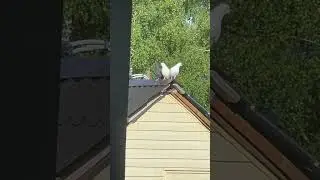 Утро