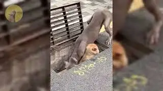 Funny Animals 2024 😂 | Cute Cats And Dogs Funny Videos