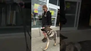 Ryker Obedience training in town