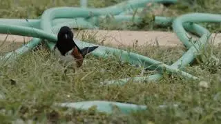 No Copyright video footage   Free Stock footage   Free Commercial footage   Free to use720p