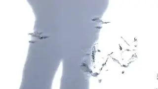 David Wilcock Hangout: Mr Turkey's Morning Walk in the Snow (7 min)