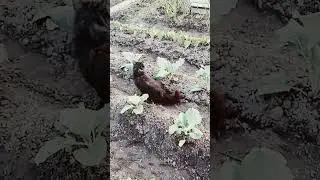 Везде и всегда меня найдет