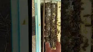 Что бывает когда неправильно установить заставную в улье #анатолийстрелец