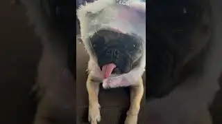 Pugicorn #pug #dog #pugnation #unicorn #unicorns