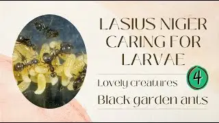 Lasius niger caring for Larvae 04