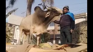 SAAND, NANDI, BULL, SHIV VAAHAN  SEWA (सांड, नंदी, वृषभ, शिव वाहन, सनातन धरम प्रतीक) सेवा
