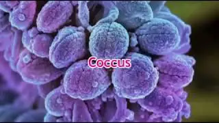 Std 8, Science chp 1 Living World and Classification of Microbes, English Medium (updated syllabus)