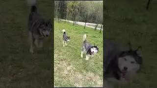 Два весёлых хаски гуляют на площадке!