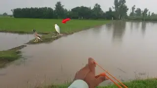 SlingShot hunting birds | Crane hunting with slingshot ||