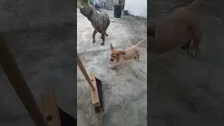 Fila Brasileiro × Vassoureiro. Tomara que esteja vivo agora..