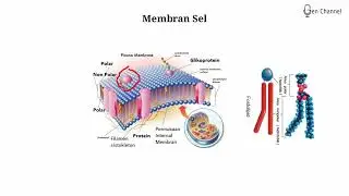 Struktur Membran Plasma/ Membran Sel