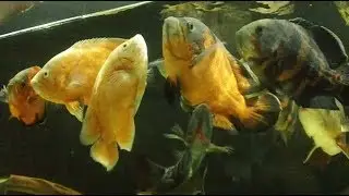 How and what to feed aquarium fish