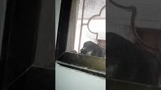 Pigeon babies are feeding