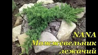 Juniperus procumbens Nana