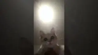 Untitled video