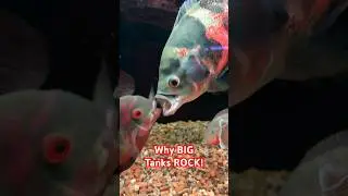 The Advantages of a BIG Tank! #aquarium #fish  #shorts
