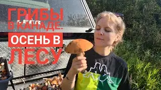 грибы в Канаде.