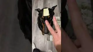 Cheese please #shorts #puppy