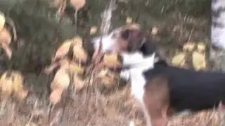 Hare Hunting in Finland - Jänismetsällä HD
