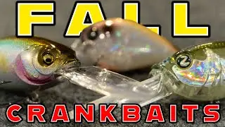 Fall Crankbait Fishing For Bass! (Everything You Need To Know)