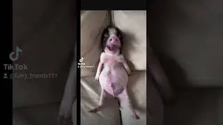 #funnypig