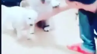 Саги бовафо