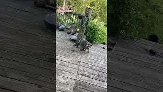 The Early Raccoon Catches the sandwich. Peanut Butter Club Diary