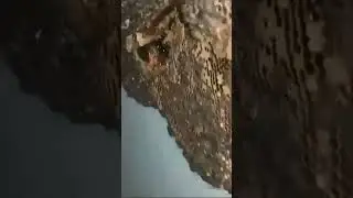 Madu asli. panen langsung Makan 