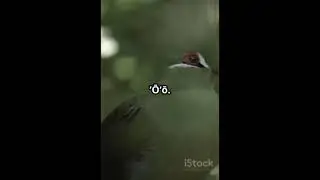 The Last Song of the Kauaʻi ʻŌʻō – A Heartbreaking Call of Extinction 💔🐦