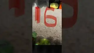 New stuffed animal 016 leak