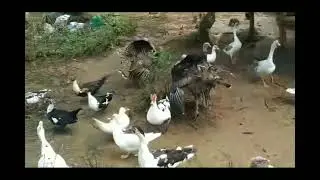 Ganito Buhay Probinsyan Masarap Mamuhay sa Simpling Tahanan lamang @ateghalah1436