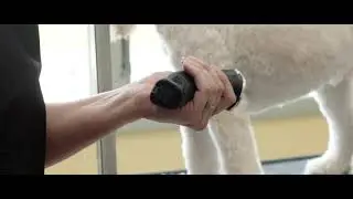 WAHL Creativa Dog