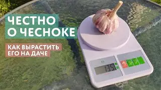 Все о выращивании чеснока. Почему я выбираю озимый чеснок, сроки посадки, подкормка. Много советов
