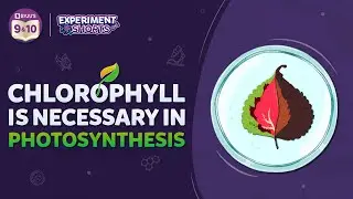Chlorophyll is necessary for Photosynthesis | Amazing BYJU'S Science Experiment | 
