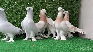 Bu akşam YouTube yayını fena 
