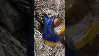 Новогодняя игрушка «Птичка» из эпоксидной смолы