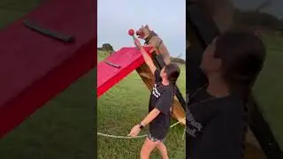 Amazing American Bully Obstacle Training. Even Elderly Bullies Get It In! 🔥🔥