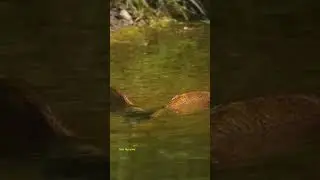 НЕРЕСТ.