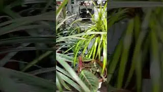 Драцены сортовые | 🔥 Цитрус Микс Москва 