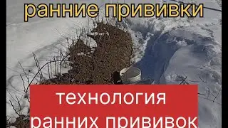 Технология ранних прививок