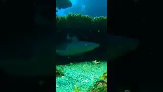 persembunyian HIU MACAN 🦈 