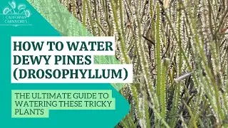 How to Water the Tricky Dewy Pines/Drosophyllum