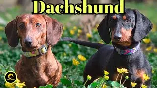 "The Ultimate Guide to Dachshunds: Everything You Need to Know!"