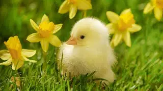 Happy Easter - In different languages