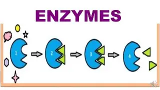 ENZYMES